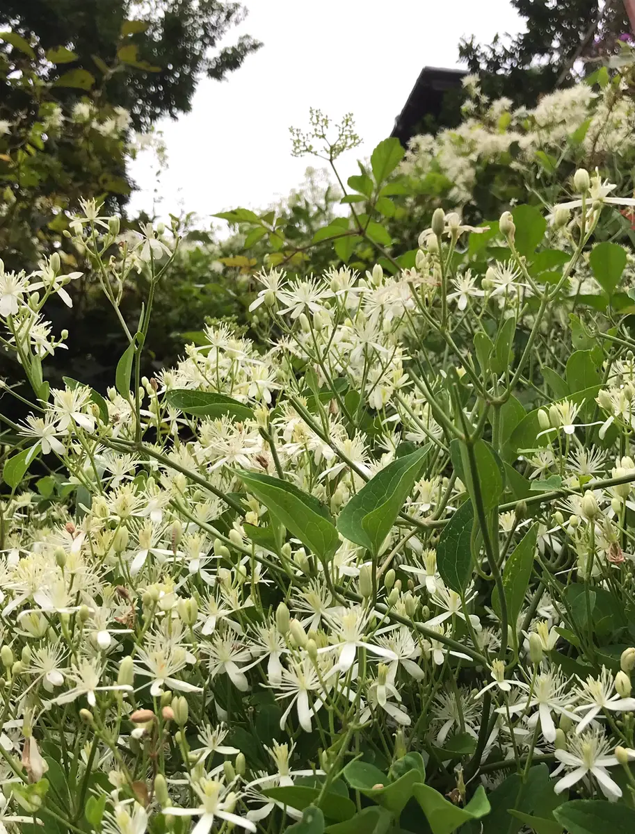 秋 白い 花