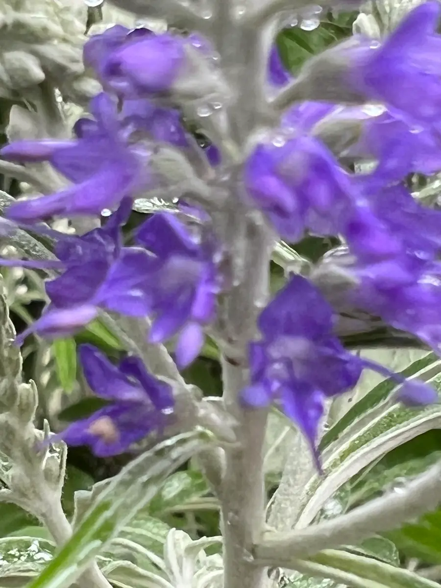 ご確認用 トウテイラン 【公式通販】