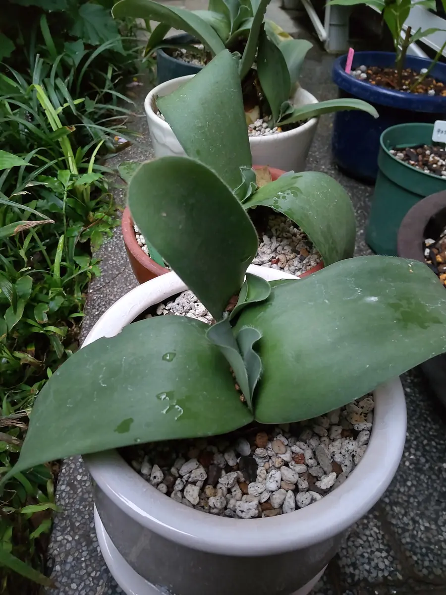 ③マユハケオモト ピンク 球根大 ③現品ピンク花 // マユハケオモト