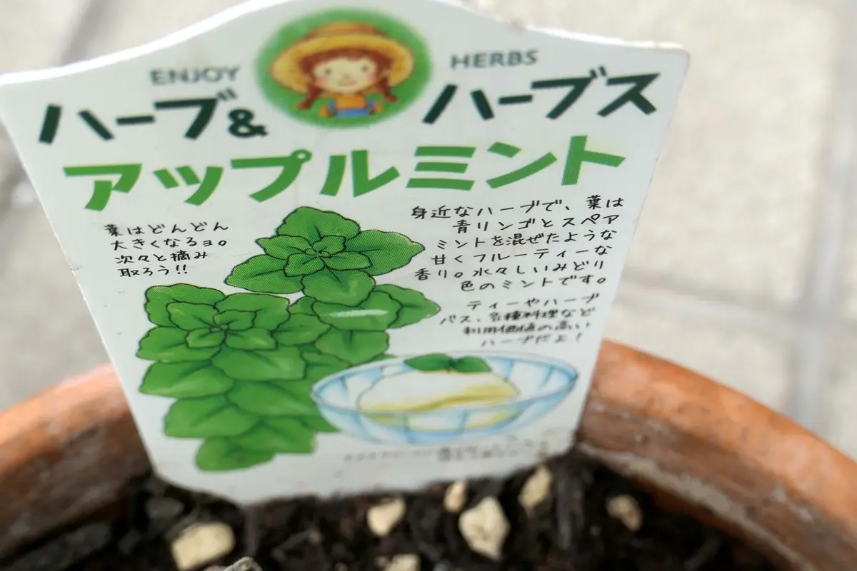 アップルミント｜園芸日記by金太郎ちゃん｜みんなの趣味の園芸｜997719