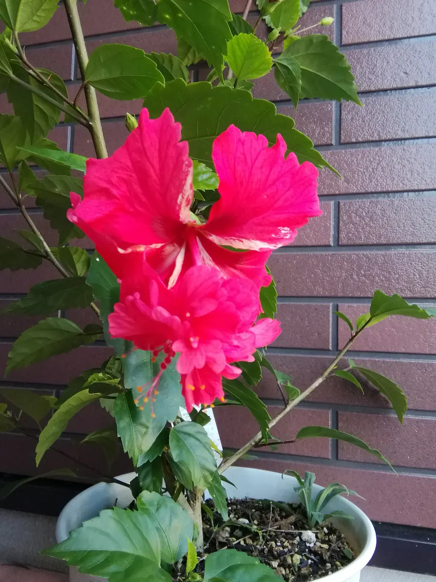 ハイビスカスレッドフラミンゴ 楽天市場】【ハイビスカス属】大株ハイビスカスレッドフラミンゴ 5号