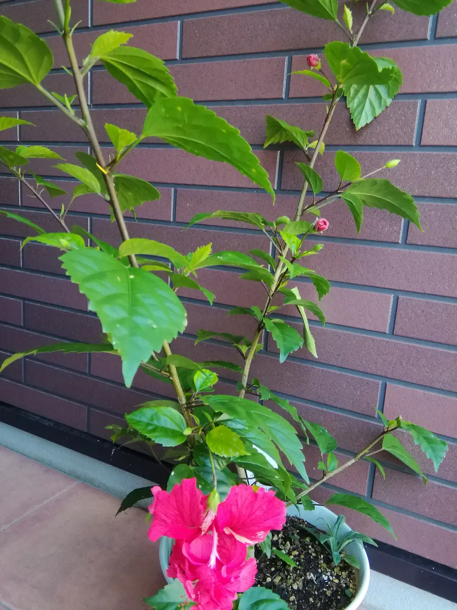 ハイビスカス レッドフラミンゴ｜園芸日記byかりんキャット｜みんなの