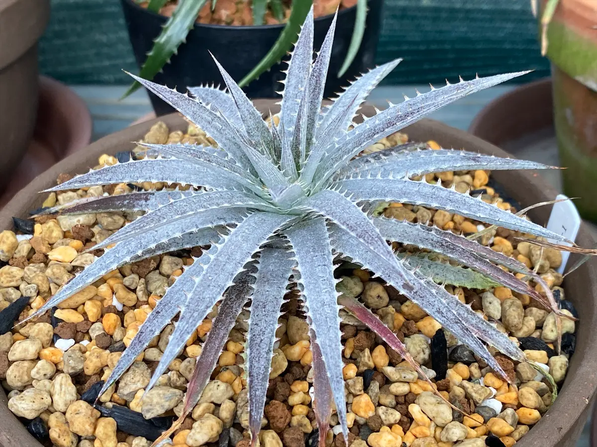 ディッキア・ヘブディンギー：Dyckia hebdingii | Dyckia Maniax