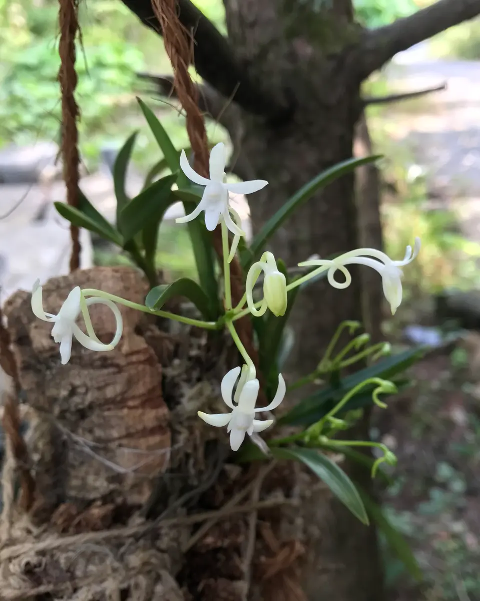 風蘭、秋の山野草（開花）｜園芸日記by四季｜みんなの趣味の園芸｜999248