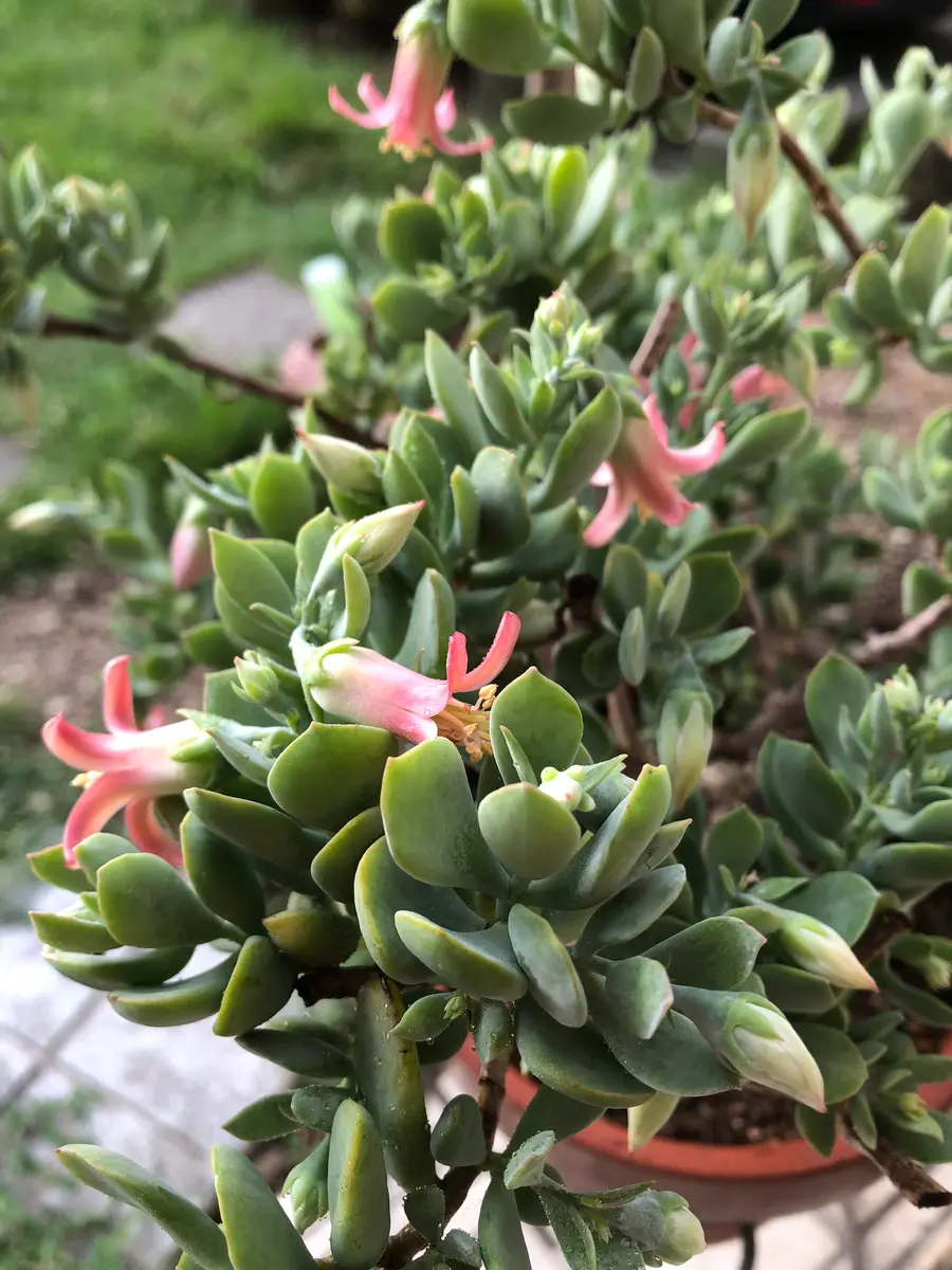 おまとめ中！39SALE！多肉植物^o^  ティンカーベル 202ead3e568dbfce0bc11240ad9656