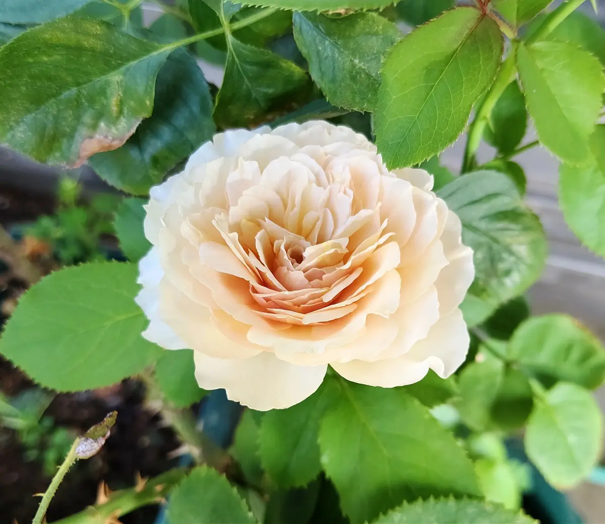シャルロット・ペリアン Rose Charlotte Perriand：【抽選販売