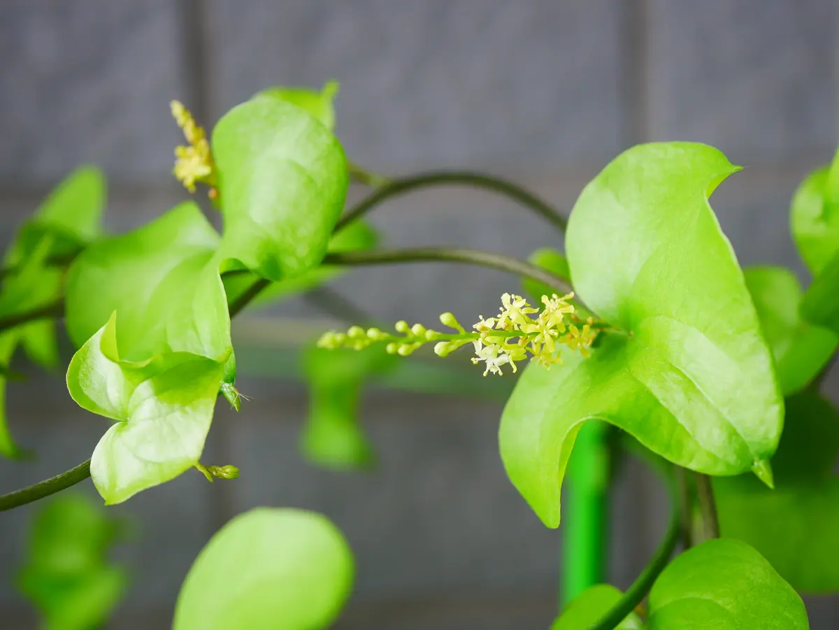 亀甲竜の花｜園芸日記byうめ｜みんなの趣味の園芸｜999665