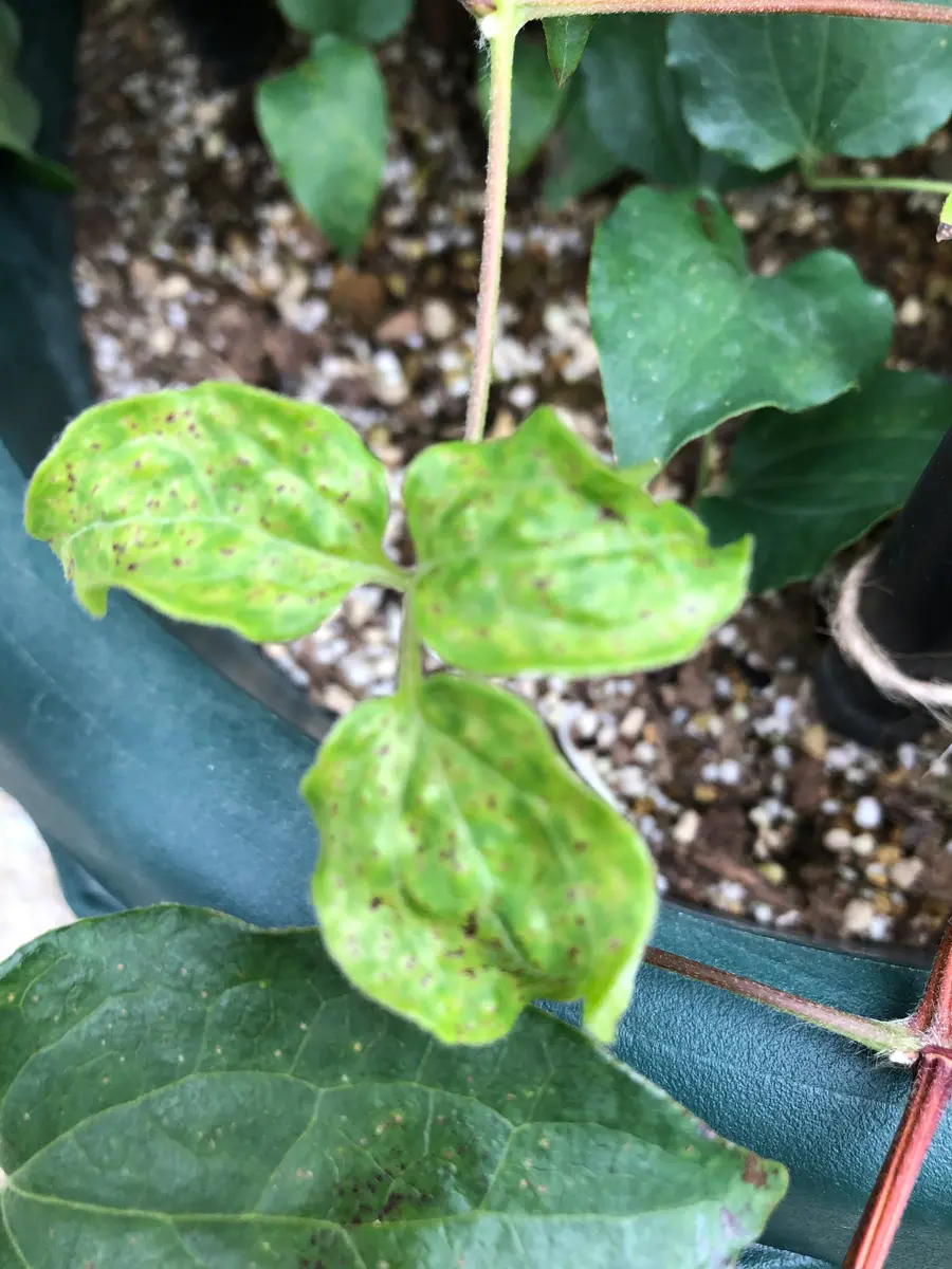 春に植えたクレマチスです花が終わってよくみると葉っぱが黒｜園芸