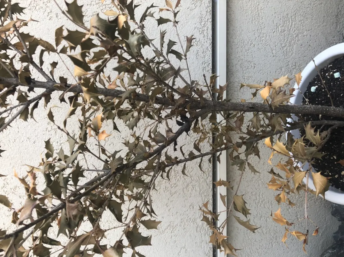 この柊（鉢植え）、回復の見込みありますか？無知ですみませ｜園芸