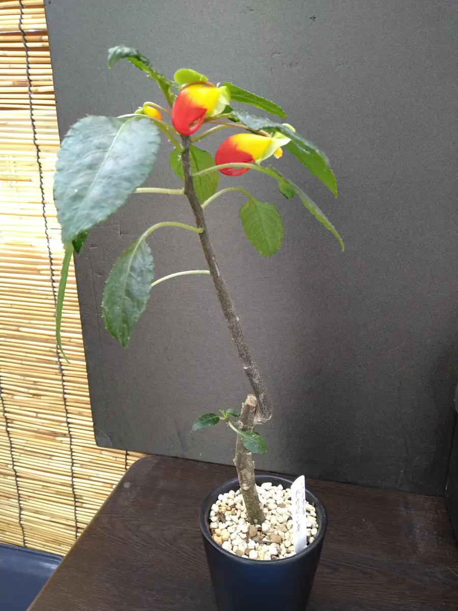 お世話になります。昨年暮れに友人の園芸愛好家からいただいた