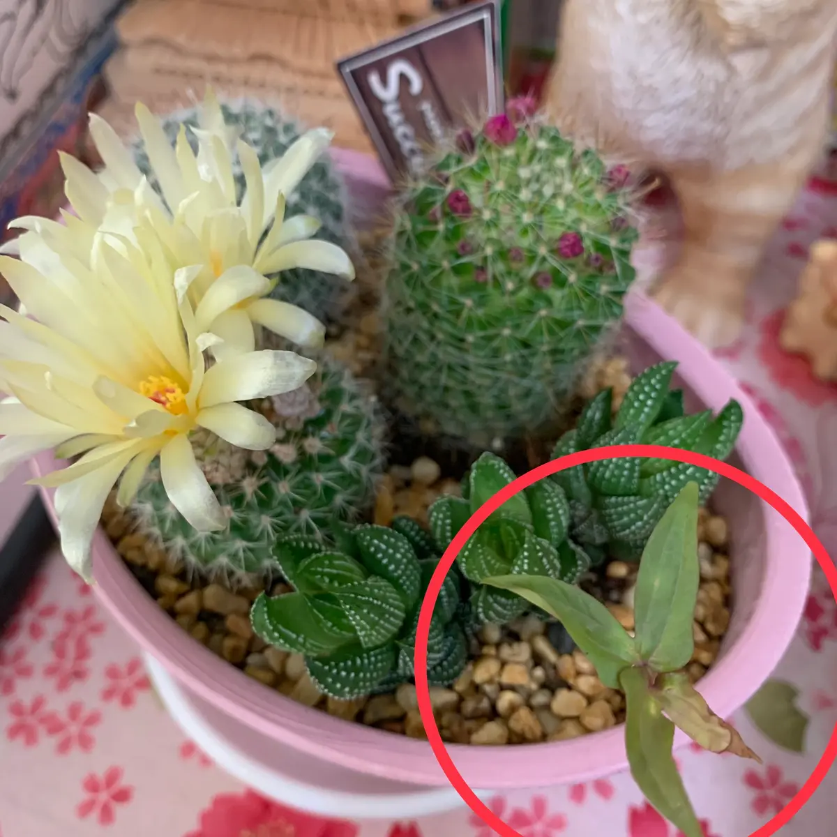 サボテンの寄せ植えに突如生えてきた植物の名前を知りたいです