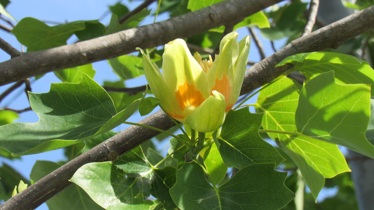 プラタナス(鈴懸の木)の花についての質問です写真1⃣と2⃣は近所 
