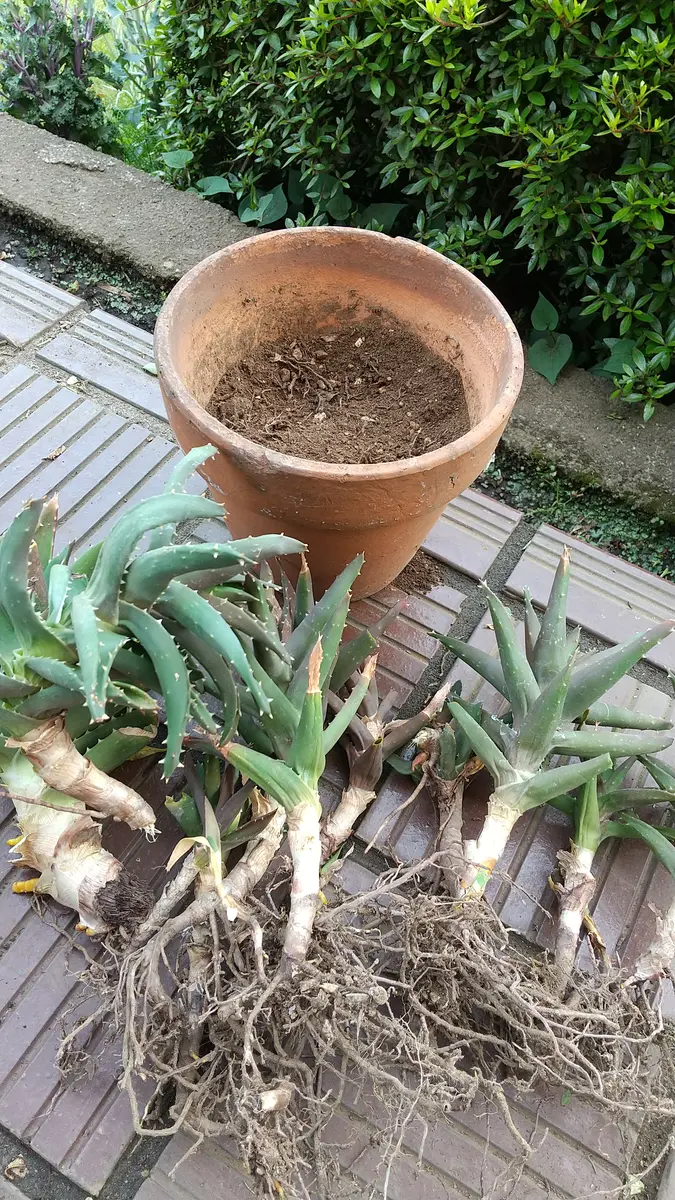 無農薬❦大株❦アロエ ベラ植物 健康的な根元付き（根っ
