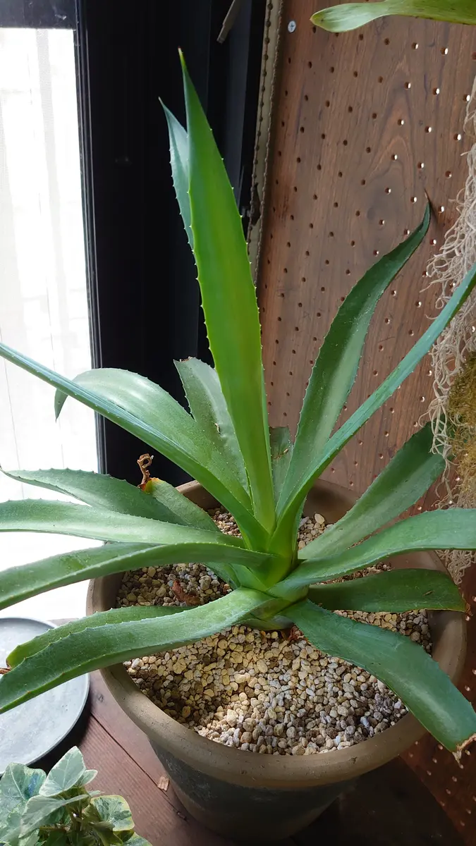 近所の直販所で購入したアガベですが、アガベの種類が解りませ