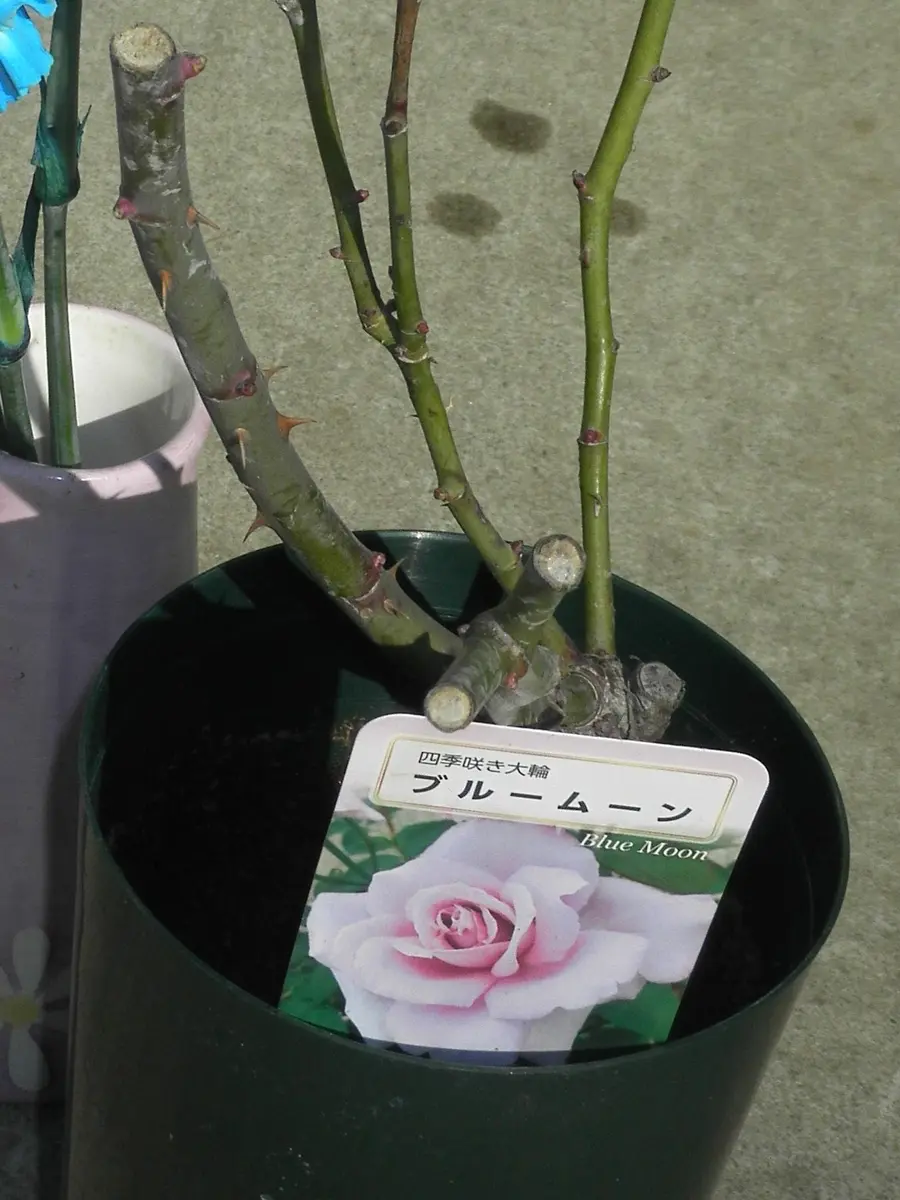 バラの根の異常について教えて下さい。今年1月に購入した「接