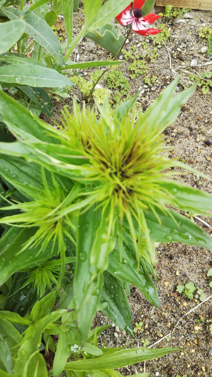 植えた覚えのない葉っぱが出てきました。雑草なのかもしれませ