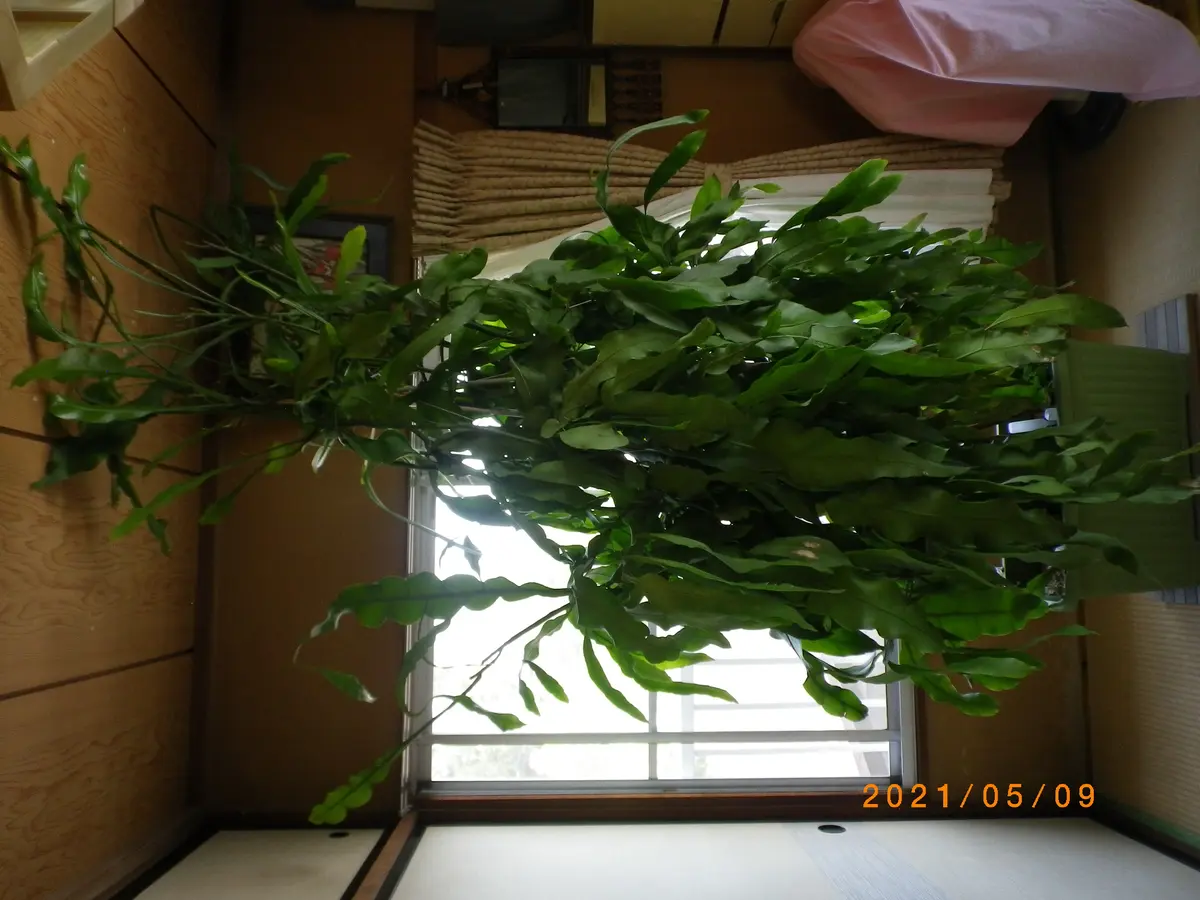 月下美人 大株