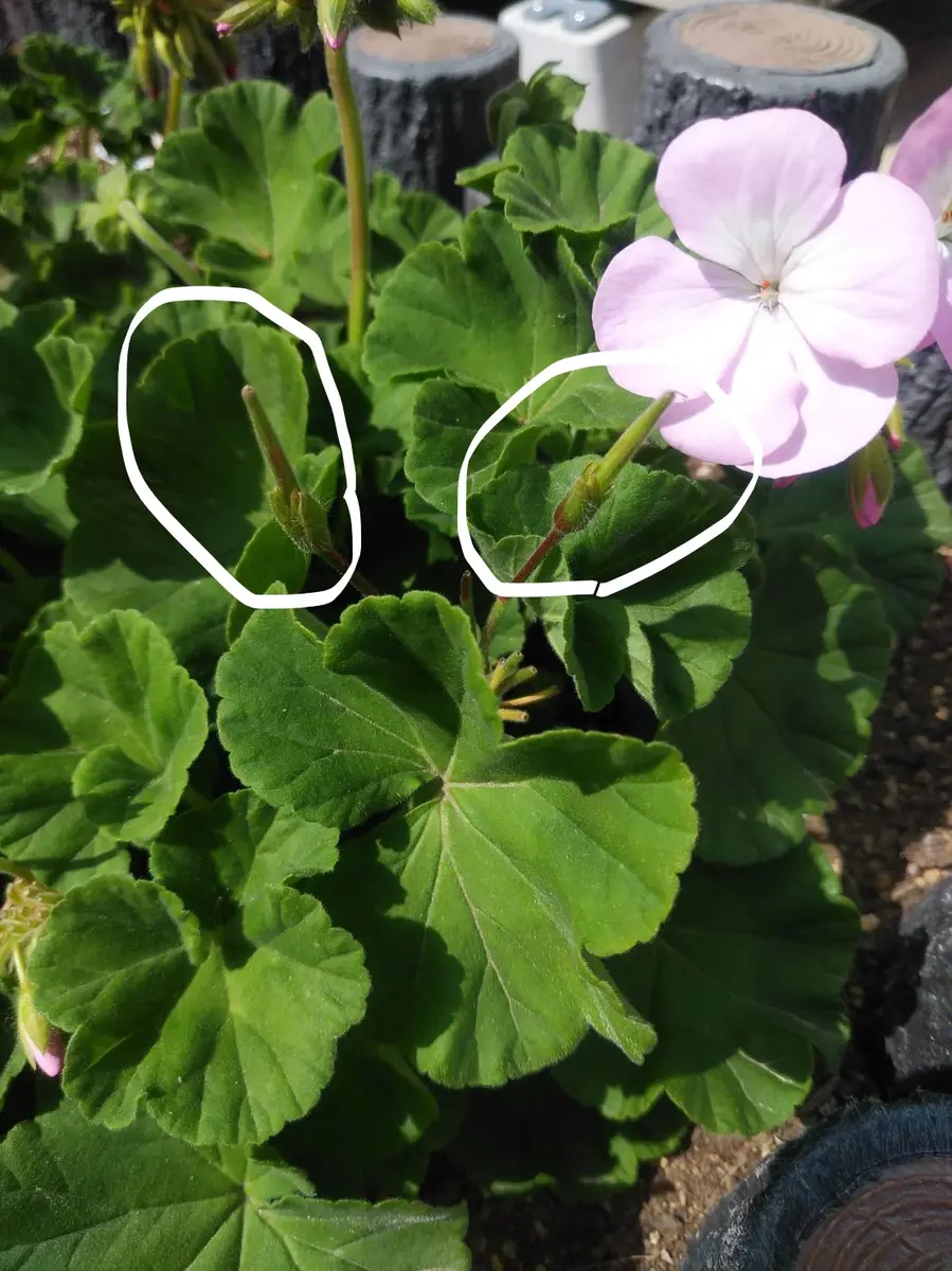 いつもお世話になっております。花壇で生育中のゼラニウム(リン 
