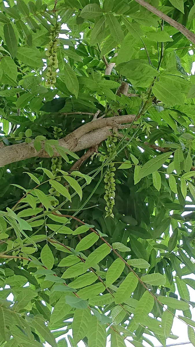 この木はなんの木でしょうか義祖母がナナカマドだと苗木で買っ...｜園芸相談Q＆A｜みんなの趣味の園芸