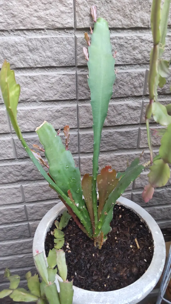 確か月下美人の苗として去年貰ったのですが、合ってますか?ま｜園芸