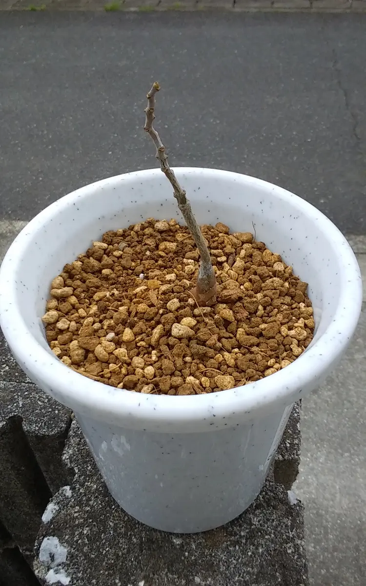 オベルクリカリア・パキプスをプラ鉢に植え替えて早2週間ぐらい