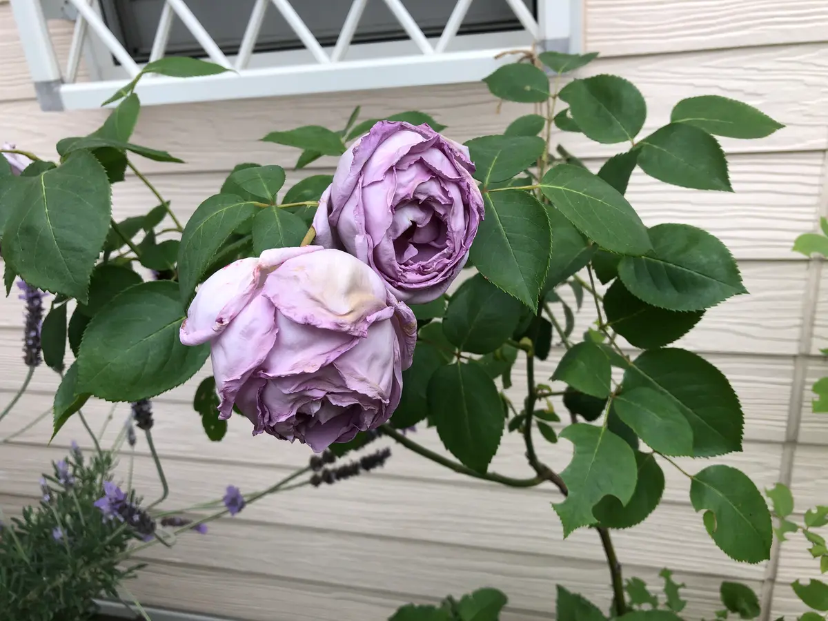 薔薇のつるブルームーンを鉢植えで育てて2年目の春です。南の｜園芸