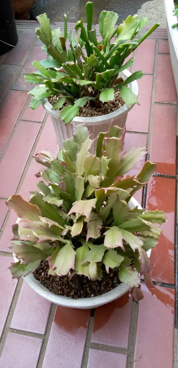 多肉植物 シャコバサボテン AN061 (葉挿し用.根が無し