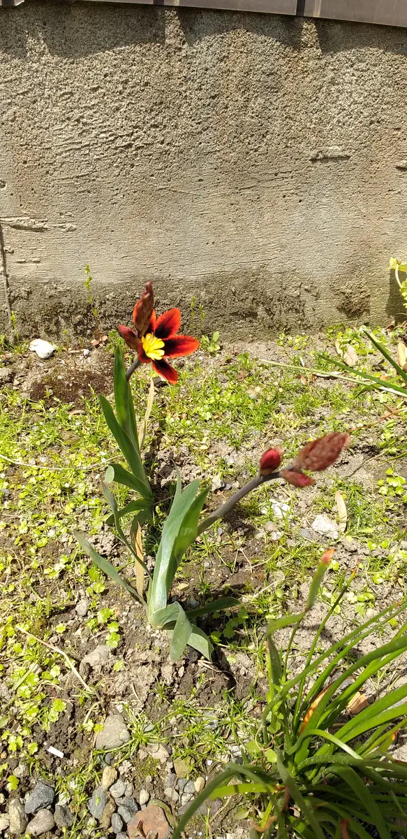 職場の人にもらった球根の花が咲きました。濃いオレンジで中央