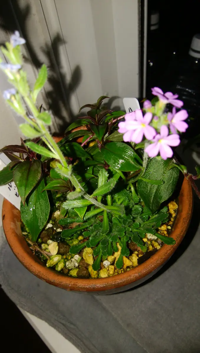 山野草ツルハナガタの鉢に飛び込んできて咲いてる手前の花です