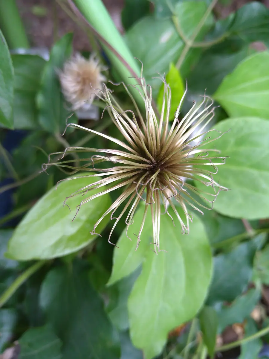 クレマチスの種 サンプル 例 【公式通販】