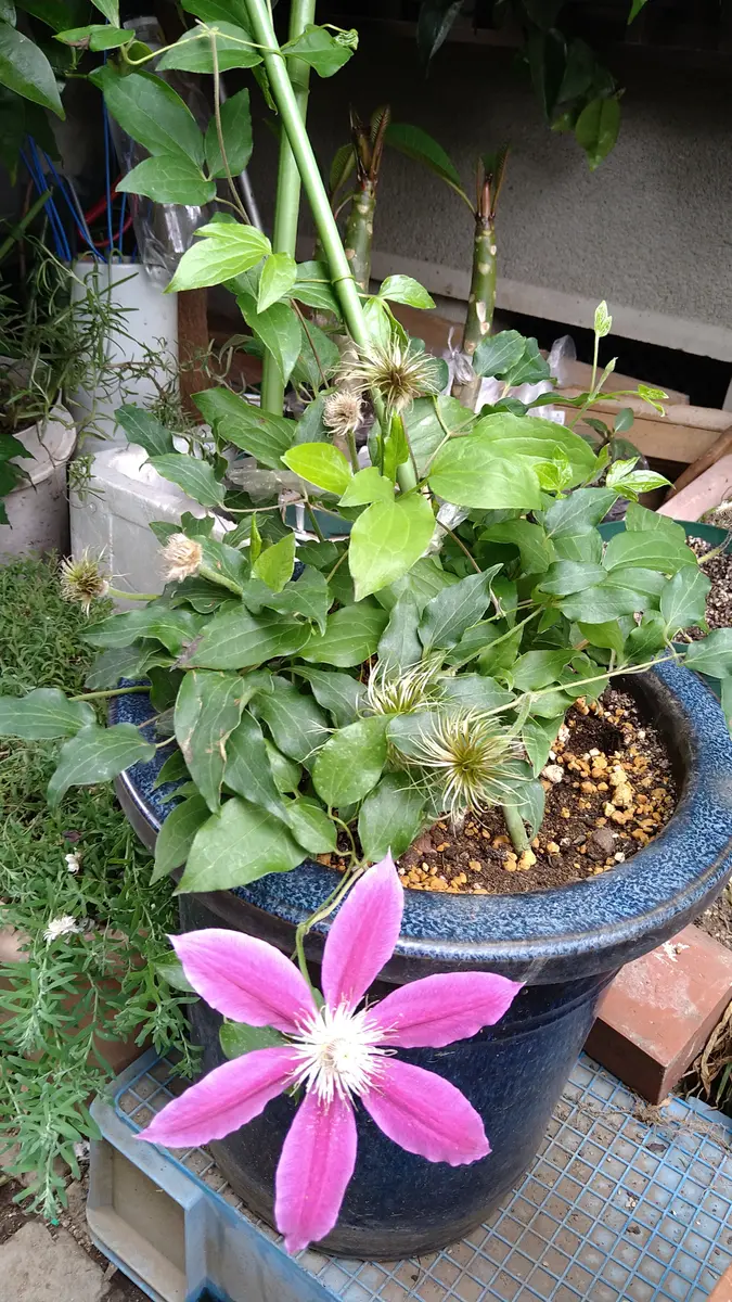 いつもお世話になっております。「クレマチスの種」について