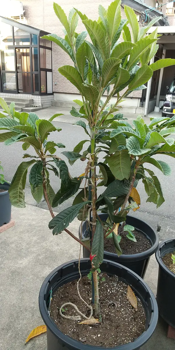 ビワを果樹用の大型ポットで育てています。鉢植えの剪定方法