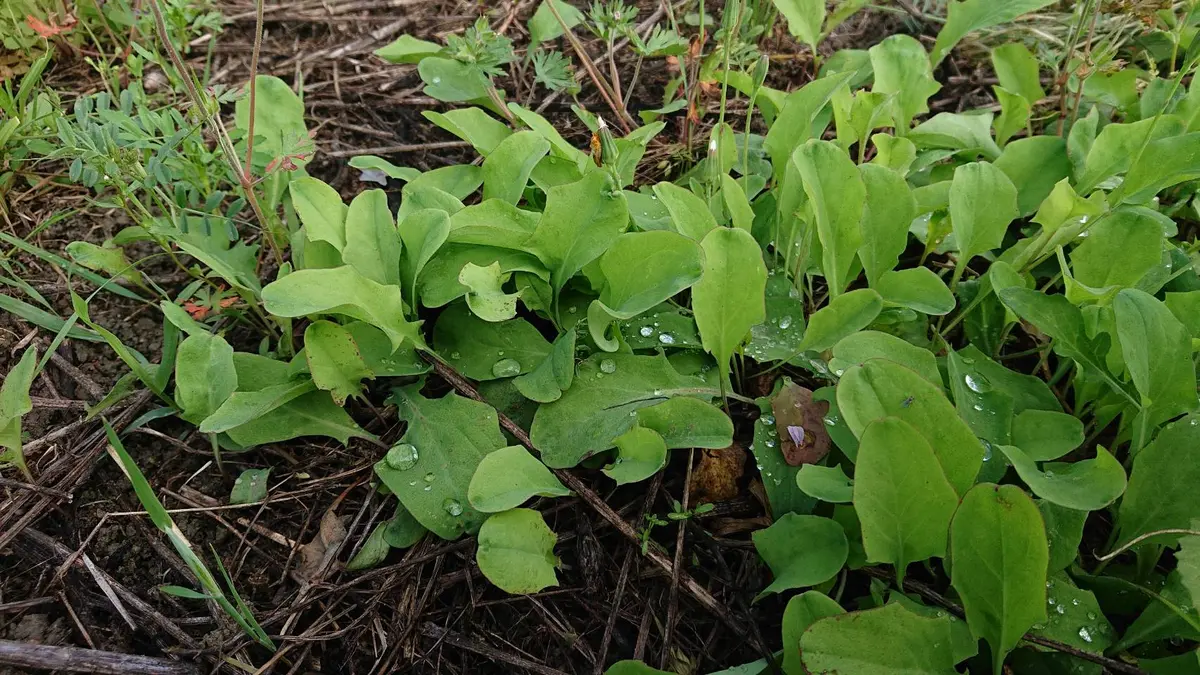 なっぱ様専用ページ】GLOBAL包丁 3本セット (未使用)無料ラッピング】【豪華特典 菜っ葉様専用ページです。