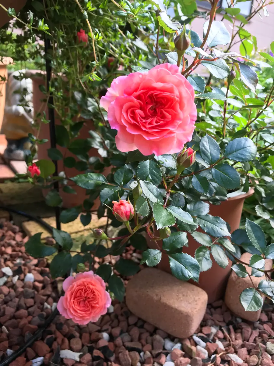 また、薔薇に関してお願いします。ドリフトローズのつぼみが