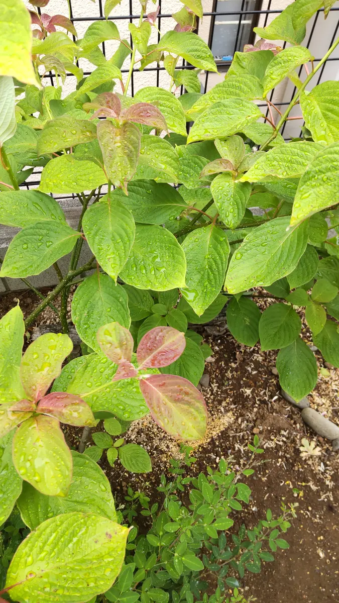 ミズキ？ 庭で生えてきた木。生育旺盛です。葉っぱの形からミ｜園芸