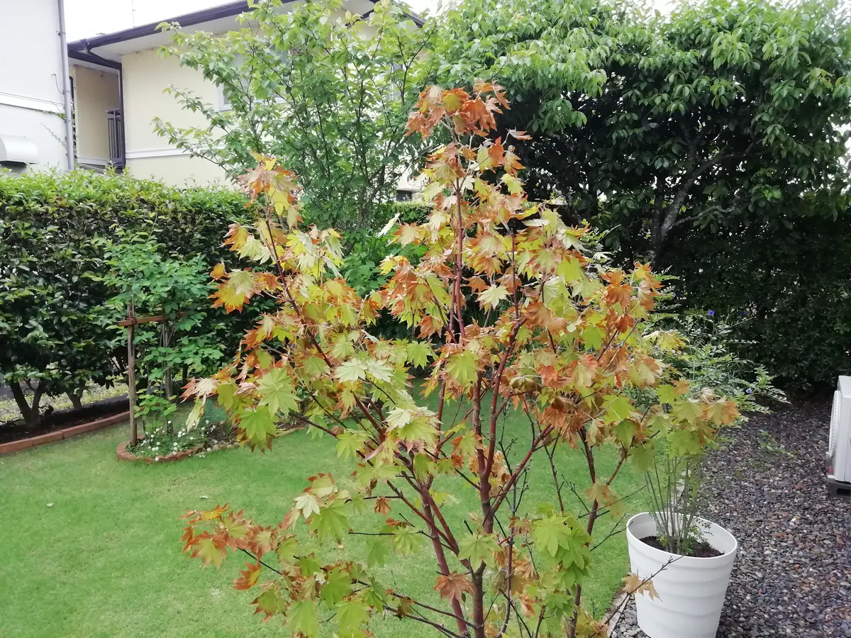 昨年の秋に庭に植えた、コハウチワカエデの新緑若葉が、次から