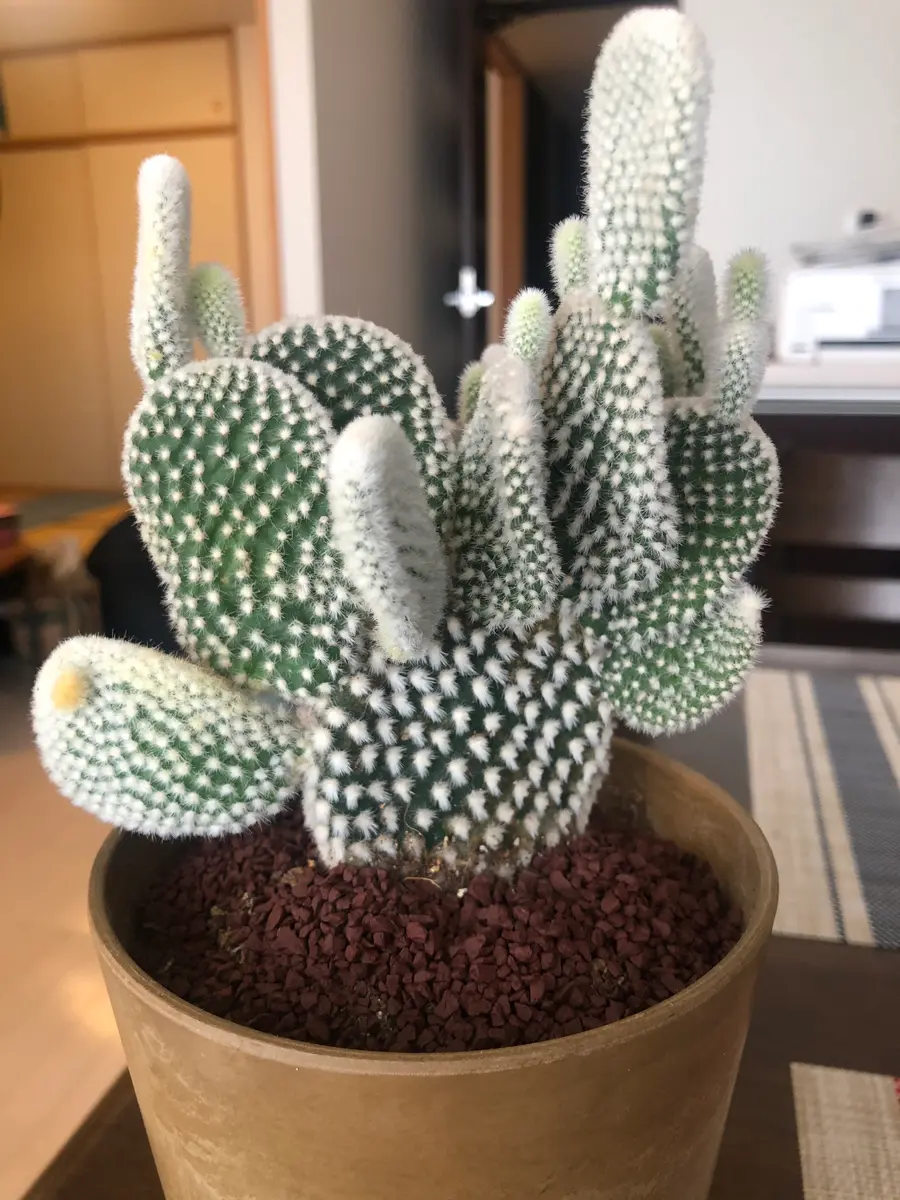 1年近く前に購入したバニーカクタスについてです。ほとんど水｜園芸
