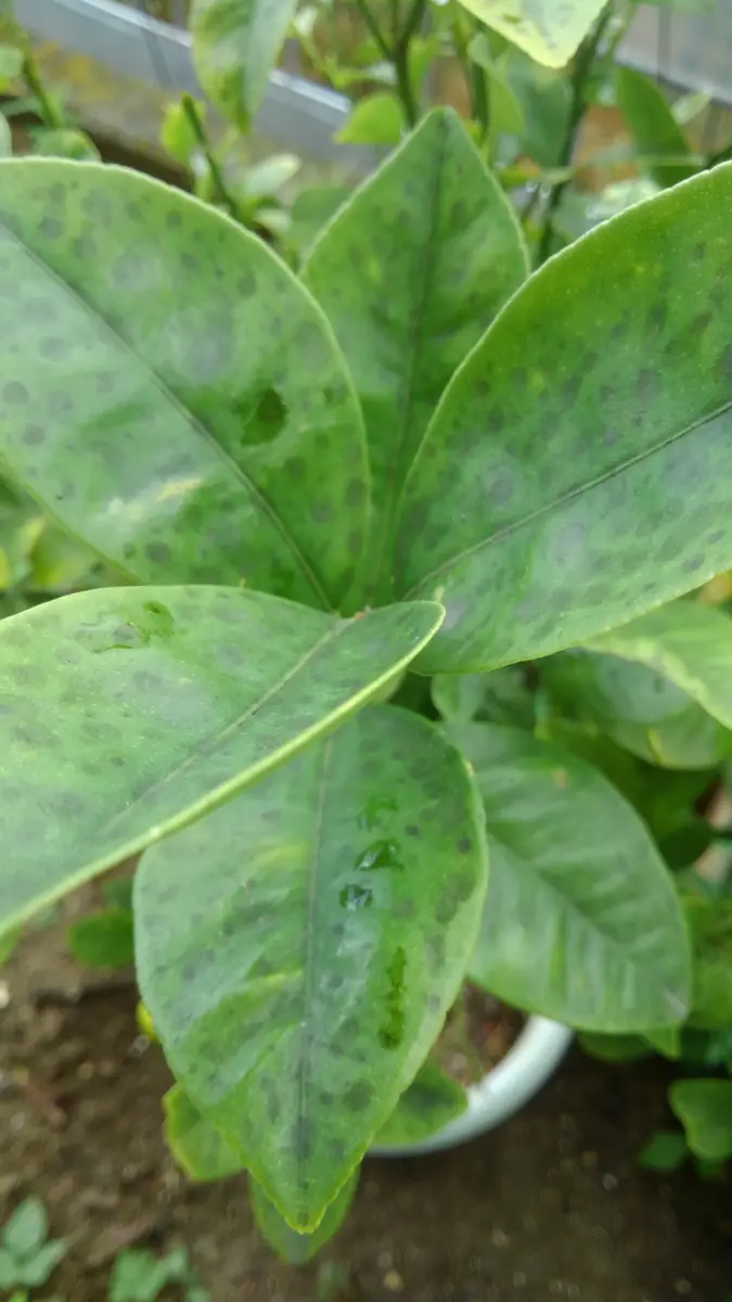 金柑の葉　確認用 鉢植えでキンカンを育てていますが葉っぱ全体に黒い斑点が出て