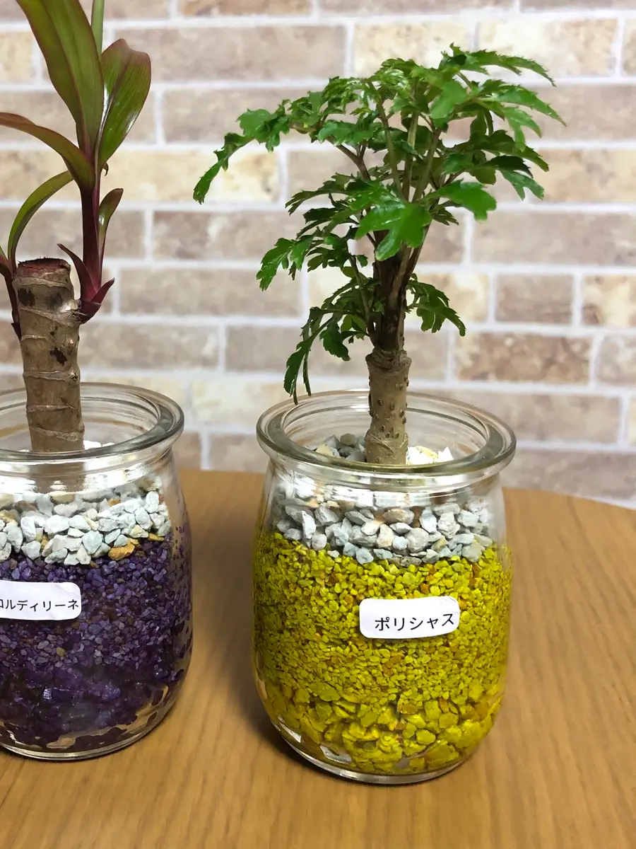 夏の暑さでしおれた植物。今後どうすれば?】数日前にポ｜園芸