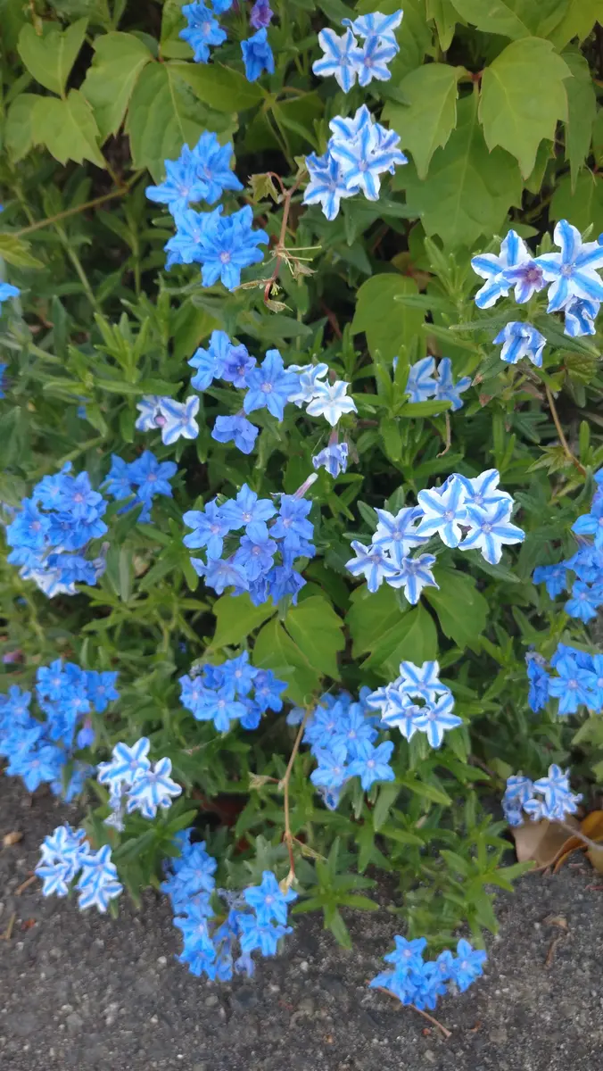 新潟市内で見かけた花です。検索しましたが見つけることができ