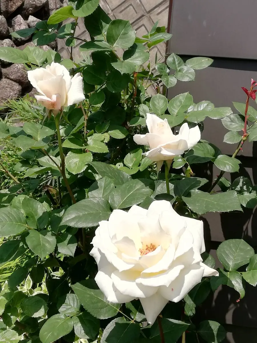 白ばら洋菓子店 - shirobara-福山市の洋菓子店