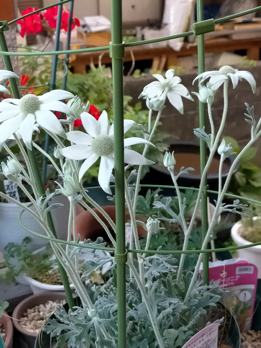 フランネルフラワーフェアリーホワイトに魅せられ、4月に花付