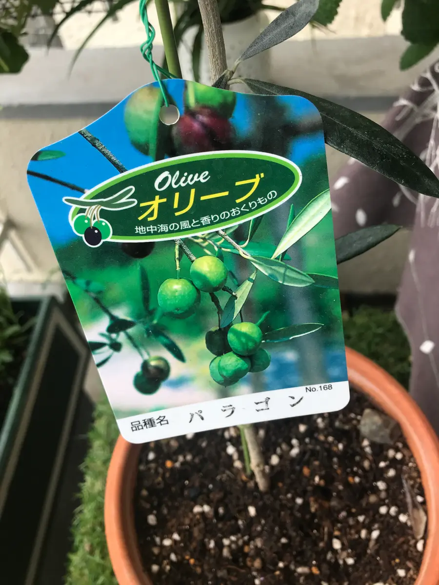 オリーブの木の小さいのを購入して、高さだけは、倍くらいにな