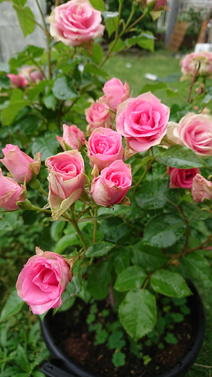 10年以上前に購入し育てている薔薇ですが、名前が分かりません