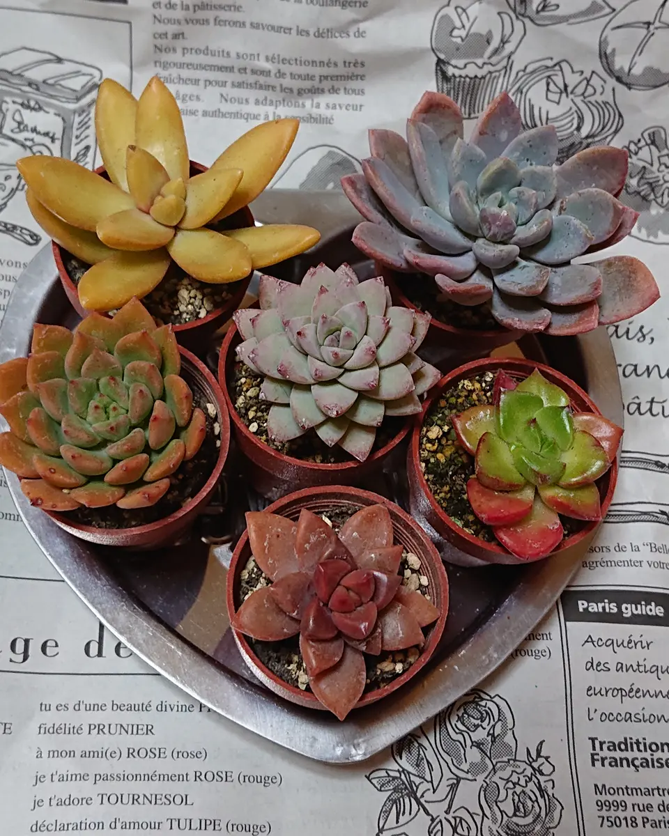 kuni 確認用 【LZY】D760多肉植物 kuni様専用 確認用 【LZY】D760多肉植物 きれいに色づく多肉植物セット