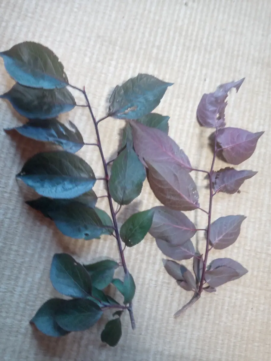 初めての質問です15年前に新築祝いに頂きました。スモモの｜園芸