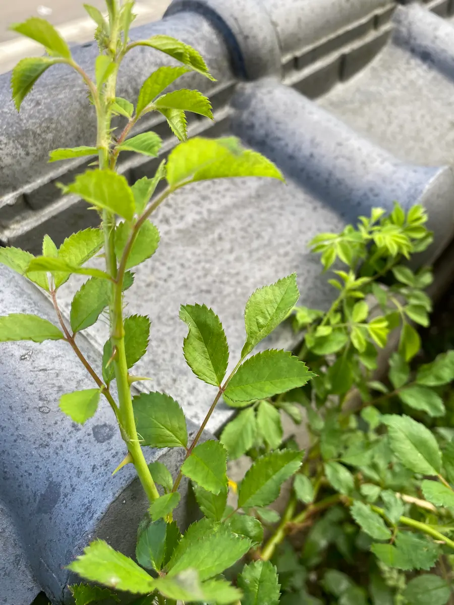 とげのある蔓の見分け方