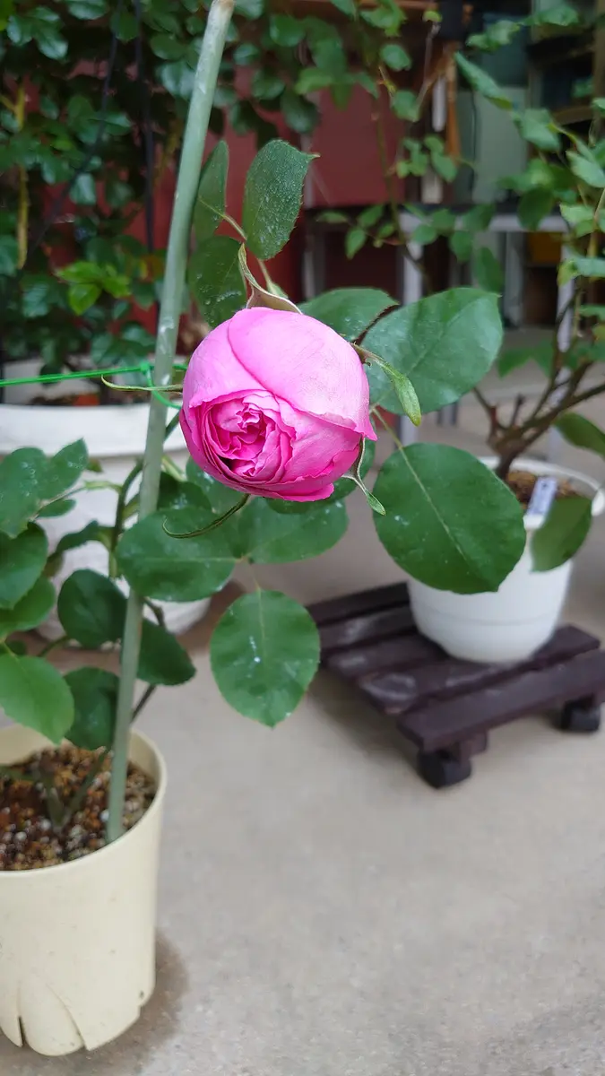 去年挿し木した名前のわからないピンクの薔薇です。今年一番花