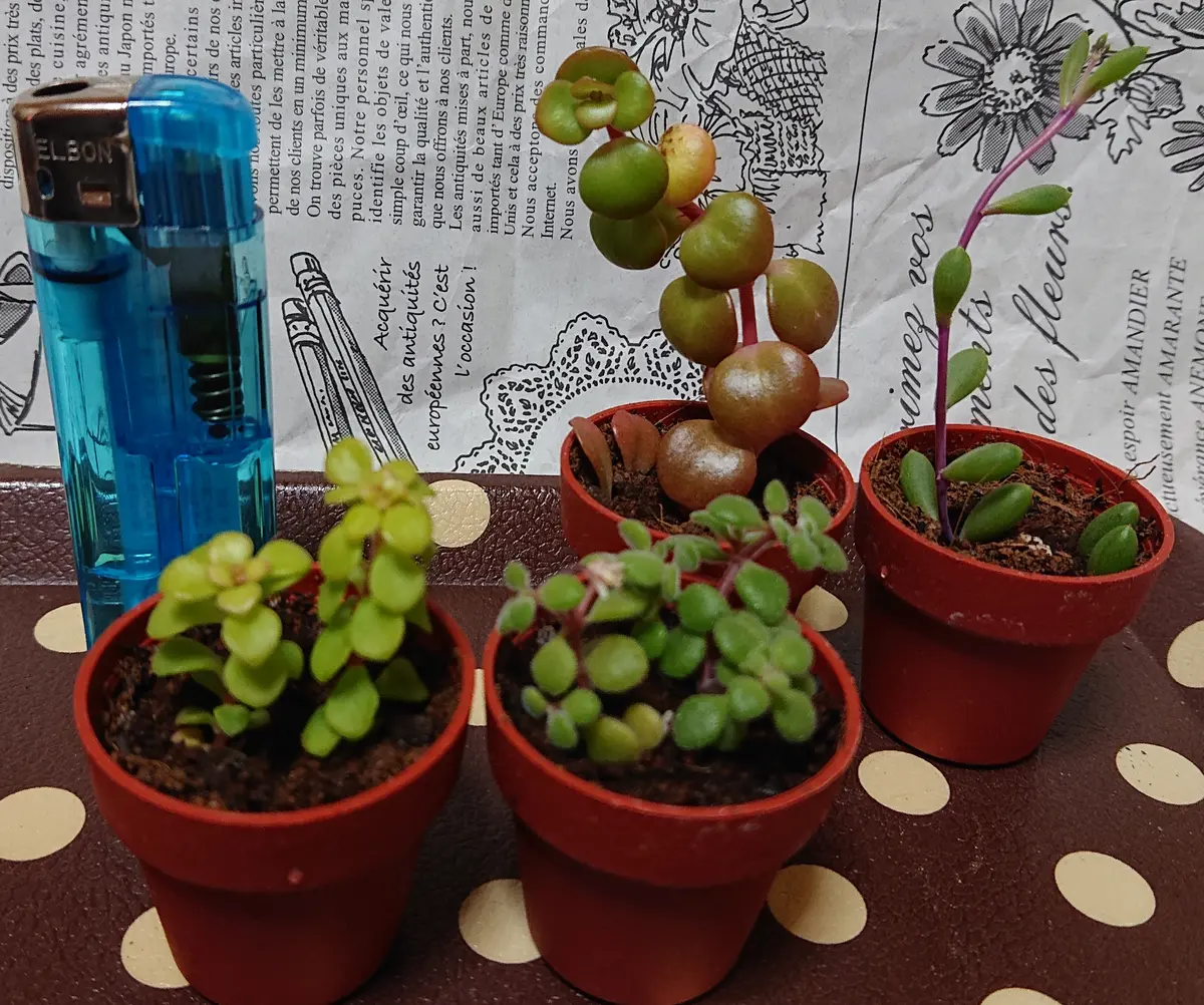 SIMIJIMIさんトツギーノ苗特集 | ブログ版Olive&SucculentGarden