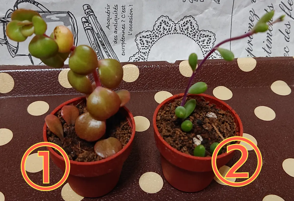 フリマから多肉植物をお迎えした際にオマケとして頂いた小さな